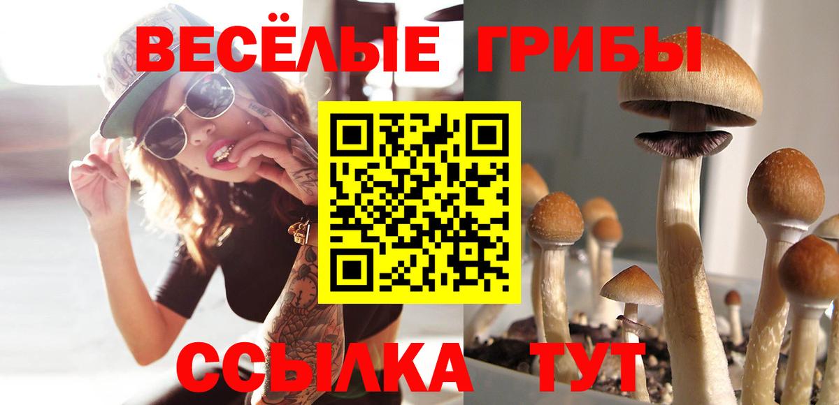 Выкса  Галлюциногенные грибы Psilocybine cubensis  Вход с VPN 